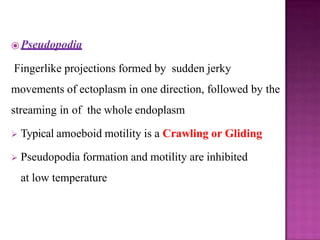 ⦿ Pseudopodia
Fingerlike projections formed by sudden jerky
movements of ectoplasm in one direction, followed by the
streaming in of the whole endoplasm
 Typical amoeboid motility is a Crawling or Gliding
 Pseudopodia formation and motility are inhibited
at low temperature
 