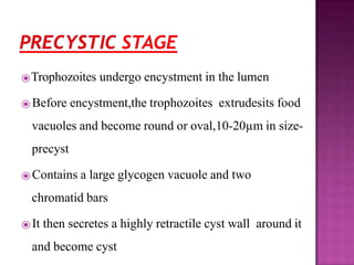 ⦿Trophozoites undergo encystment in the lumen
⦿ Before encystment,the trophozoites extrudesits food
vacuoles and become round or oval,10-20µm in size-
precyst
⦿ Contains a large glycogen vacuole and two
chromatid bars
⦿ It then secretes a highly retractile cyst wall around it
and become cyst
 