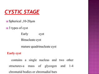 ⦿ Spherical ,10-20µm
⦿ 3 types of cyst
Early cyst
Binucleate cyst
mature quadrinucleate cyst
Early cyst
contains a single nucleus and two other
structures-a mass of glycogen and 1-4
chromatid bodies or chromadial bars
 