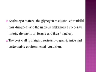 ⦿ As the cyst mature, the glycogen mass and chromidial
bars disappear and the nucleus undergoes 2 succesive
mitotic divisions to form 2 and then 4 nuclei .
⦿The cyst wall is a highly resistant to gastric juice and
unfavorable environmental conditions
 