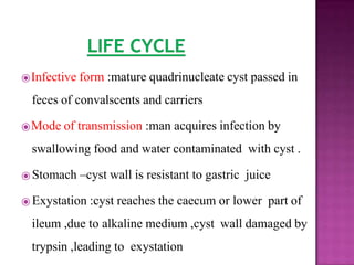 ⦿Infective form :mature quadrinucleate cyst passed in
feces of convalscents and carriers
⦿Mode of transmission :man acquires infection by
swallowing food and water contaminated with cyst .
⦿ Stomach –cyst wall is resistant to gastric juice
⦿ Exystation :cyst reaches the caecum or lower part of
ileum ,due to alkaline medium ,cyst wall damaged by
trypsin ,leading to exystation
 