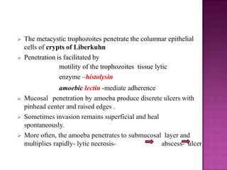  The metacystic trophozoites penetrate the columnar epithelial
cells of crypts of Liberkuhn
 Penetration is facilitated by
motility of the trophozoites tissue lytic
enzyme –histolysin
amoebic lectin -mediate adherence
 Mucosal penetration by amoeba produce discrete ulcers with
pinhead center and raised edges .
 Sometimes invasion remains superficial and heal
spontaneously.
 More often, the amoeba penetrates to submucosal layer and
multiplies rapidly- lytic necrosis- abscess- ulcer
 