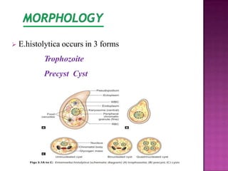  E.histolytica occurs in 3 forms
Trophozoite
Precyst Cyst
 
