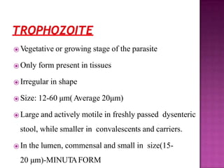 ⦿ Vegetative or growing stage of the parasite
⦿ Only form present in tissues
⦿ Irregular in shape
⦿ Size: 12-60 μm(Average 20μm)
⦿ Large and actively motile in freshly passed dysenteric
stool, while smaller in convalescents and carriers.
⦿ In the lumen, commensal and small in size(15-
20 μm)-MINUTAFORM
 