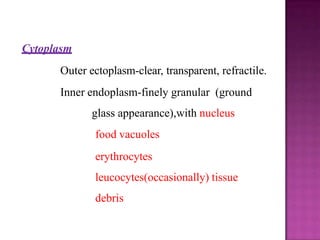 Cytoplasm
Outer ectoplasm-clear, transparent, refractile.
Inner endoplasm-finely granular (ground
glass appearance),with nucleus
food vacuoles
erythrocytes
leucocytes(occasionally) tissue
debris
 