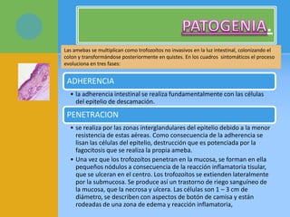 .
Las amebas se multiplican como trofozoítos no invasivos en la luz intestinal, colonizando el
colon y transformándose posteriormente en quistes. En los cuadros sintomáticos el proceso
evoluciona en tres fases:
ADHERENCIA
• la adherencia intestinal se realiza fundamentalmente con las células
del epitelio de descamación.
PENETRACION
• se realiza por las zonas interglandulares del epitelio debido a la menor
resistencia de estas aéreas. Como consecuencia de la adherencia se
lisan las células del epitelio, destrucción que es potenciada por la
fagocitosis que se realiza la propia ameba.
• Una vez que los trofozoítos penetran en la mucosa, se forman en ella
pequeños nódulos a consecuencia de la reacción inflamatoria tisular,
que se ulceran en el centro. Los trofozoítos se extienden lateralmente
por la submucosa. Se produce así un trastorno de riego sanguíneo de
la mucosa, que la necrosa y ulcera. Las células son 1 – 3 cm de
diámetro, se describen con aspectos de botón de camisa y están
rodeadas de una zona de edema y reacción inflamatoria,
 