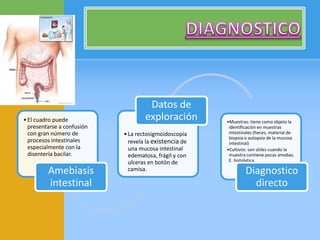 •El cuadro puede
presentarse a confusión
con gran número de
procesos intestinales
especialmente con la
disentería bacilar.
Amebiasis
intestinal
•La rectosigmoidoscopía
revela la existencia de
una mucosa intestinal
edematosa, frágil y con
ulceras en botón de
camisa.
Datos de
exploración •Muestras: tiene como objeto la
identificación en muestras
intestinales (heces, material de
biopsia o autopsia de la mucosa
intestinal)
•Cultivos: son útiles cuando la
muestra contiene pocas amebas.
E. histolytica.
Diagnostico
directo
 