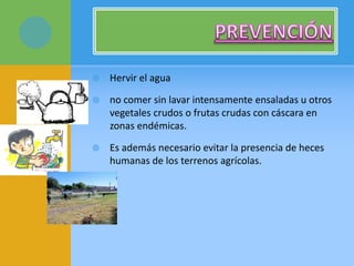  Hervir el agua
 no comer sin lavar intensamente ensaladas u otros
vegetales crudos o frutas crudas con cáscara en
zonas endémicas.
 Es además necesario evitar la presencia de heces
humanas de los terrenos agrícolas.
 