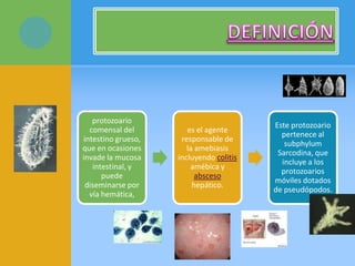 protozoario
comensal del
intestino grueso,
que en ocasiones
invade la mucosa
intestinal, y
puede
diseminarse por
vía hemática,
es el agente
responsable de
la amebiasis
incluyendo colitis
amébica y
absceso
hepático.
Este protozoario
pertenece al
subphylum
Sarcodina, que
incluye a los
protozoarios
móviles dotados
de pseudópodos.
 