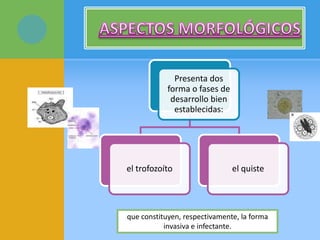 Presenta dos
forma o fases de
desarrollo bien
establecidas:
el trofozoíto el quiste
que constituyen, respectivamente, la forma
invasiva e infectante.
 