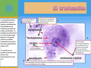 •es extraordinariamente
pleomórfico, ya que su
aspecto y movilidad están
muy influidos por los
cambios de pH, potencial
redox y osmolaridad. . Se
multiplica por fisión binaria
y es muy sensible al jugo
gástrico y a los agentes
externos. Su hábitat
comprende la luz y pared
del colon y especialmente
ciego y recto.
•Su tamaño es muy
variable y oscila entre 10 y
60 m y mas
frecuentemente 15 y 30
m.
presenta una membrana
citoplásmica dividida en
dos porciones:
La pared periférica
del trofozoíto
son prolongaciones del ectoplasma y proporcionan una movilidad al parasito
de aproximadamente 50 m/seg.
es esférico
acumulo de
cromatina pequeño
y puntiforme en el
centro encerrados
en una capsulas
llamado cariosoma o
endosoma
1
2
3
4
5
6
 