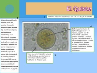 Si las condiciones del medio
ambiente no son muy
propicias, el trofozoíto
empieza a cambiar de forma,
deja de emitir pseudópodos,
el ectoplasma y el
endoplasma ya no se
diferencian, de manera que
casi desaparece el primero, se
pierde la forma irregular y se
hace esférico, al tiempo que
aparece una pared gruesa
llamada pared quística.
También ha expulsado al
exterior todo el contenido de
las vacuolas y empieza a
formar material de reserva
como vacuolas de glucógeno y
barras cromatoidales. El
cambio de trofozoíto concluye
con la formación de un quiste.
elemento infectante es redondo u oval y de 10 – 25 m de tamaño
Se forma por evolución de
trofozoíto y posee de 1 a 4
núcleos, según la fase de
maduración. Los quistes
jóvenes tienen 1 ó 2 núcleos,
algunos cuerpos cromáticos y
vacuolas de glucógeno. Cuando
el quiste madura, posee 4
núcleos y desaparecen los
cuerpos cromatínicos. Solo los
quistes maduros son
infecciosos.
Posee una pared lisa de 0.6 m y es
residente al jugo gástrico, factores
ambientales externos y cifras
habituales de cloro del agua.
1 2
3
4
 