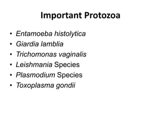 Important Protozoa
• Entamoeba histolytica
• Giardia lamblia
• Trichomonas vaginalis
• Leishmania Species
• Plasmodium Species
• Toxoplasma gondii
 