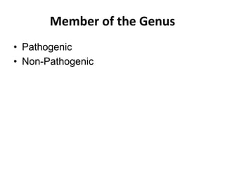 Member of the Genus
• Pathogenic
• Non-Pathogenic
 