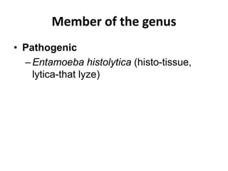 Member of the genus
• Pathogenic
–Entamoeba histolytica (histo-tissue,
lytica-that lyze)
 