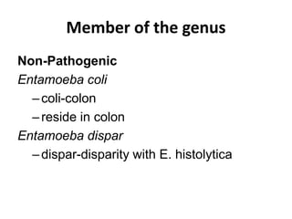 Member of the genus
Non-Pathogenic
Entamoeba coli
–coli-colon
–reside in colon
Entamoeba dispar
–dispar-disparity with E. histolytica
 