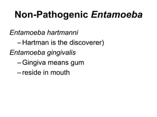 Non-Pathogenic Entamoeba
Entamoeba hartmanni
–Hartman is the discoverer)
Entamoeba gingivalis
–Gingiva means gum
–reside in mouth
 