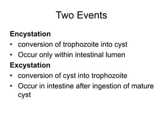 Two Events
Encystation
• conversion of trophozoite into cyst
• Occur only within intestinal lumen
Excystation
• conversion of cyst into trophozoite
• Occur in intestine after ingestion of mature
cyst
 