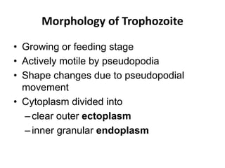 Morphology of Trophozoite
• Growing or feeding stage
• Actively motile by pseudopodia
• Shape changes due to pseudopodial
movement
• Cytoplasm divided into
–clear outer ectoplasm
–inner granular endoplasm
 