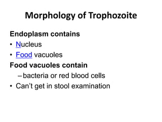 Morphology of Trophozoite
Endoplasm contains
• Nucleus
• Food vacuoles
Food vacuoles contain
–bacteria or red blood cells
• Can’t get in stool examination
 
