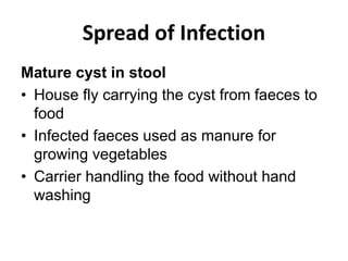 Spread of Infection
Mature cyst in stool
• House fly carrying the cyst from faeces to
food
• Infected faeces used as manure for
growing vegetables
• Carrier handling the food without hand
washing
 