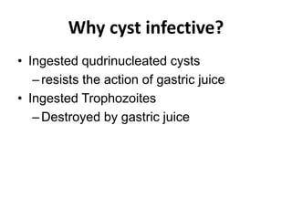 Why cyst infective?
• Ingested qudrinucleated cysts
–resists the action of gastric juice
• Ingested Trophozoites
–Destroyed by gastric juice
 