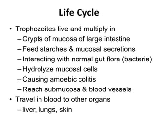 Life Cycle
• Trophozoites live and multiply in
–Crypts of mucosa of large intestine
–Feed starches & mucosal secretions
–Interacting with normal gut flora (bacteria)
–Hydrolyze mucosal cells
–Causing amoebic colitis
–Reach submucosa & blood vessels
• Travel in blood to other organs
–liver, lungs, skin
 