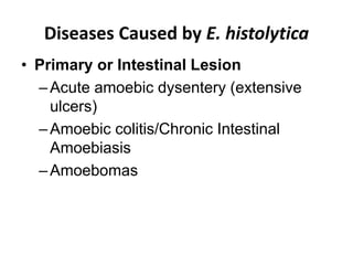 Diseases Caused by E. histolytica
• Primary or Intestinal Lesion
–Acute amoebic dysentery (extensive
ulcers)
–Amoebic colitis/Chronic Intestinal
Amoebiasis
–Amoebomas
 