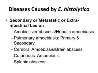 Diseases Caused by E. histolytica
• Secondary or Metastatic or Extra-
intestinal Lesion
–Amobic liver abscess/Hepatic amoebiasis
–Pulmonary amoebiasis: Primary &
Secondary
–Cerebral Amoebiasis/Brain abscess
–Cutaneous Amoebiasis
–Splenic abscess
 