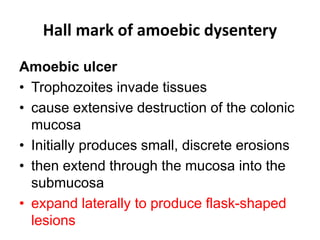 Hall mark of amoebic dysentery
Amoebic ulcer
• Trophozoites invade tissues
• cause extensive destruction of the colonic
mucosa
• Initially produces small, discrete erosions
• then extend through the mucosa into the
submucosa
• expand laterally to produce flask-shaped
lesions
 