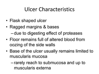 Ulcer Characteristics
• Flask shaped ulcer
• Ragged margins & bases
–due to digesting effect of proteases
• Floor remains full of altered blood from
oozing of the side walls
• Base of the ulcer usually remains limited to
muscularis mucosa
–rarely reach to submucosa and up to
muscularis externa
 