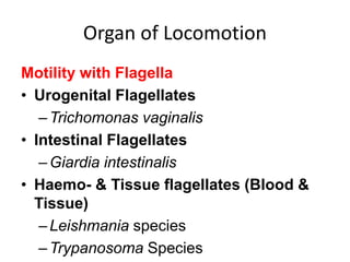 Organ of Locomotion
Motility with Flagella
• Urogenital Flagellates
–Trichomonas vaginalis
• Intestinal Flagellates
–Giardia intestinalis
• Haemo- & Tissue flagellates (Blood &
Tissue)
–Leishmania species
–Trypanosoma Species
 