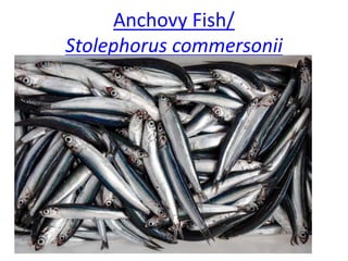 Anchovy Fish/
Stolephorus commersonii
 