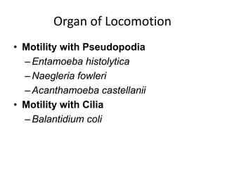 Organ of Locomotion
• Motility with Pseudopodia
–Entamoeba histolytica
–Naegleria fowleri
–Acanthamoeba castellanii
• Motility with Cilia
–Balantidium coli
 