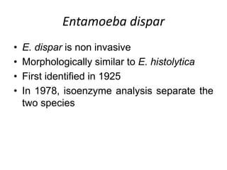 Entamoeba dispar
• E. dispar is non invasive
• Morphologically similar to E. histolytica
• First identified in 1925
• In 1978, isoenzyme analysis separate the
two species
 