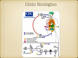 Ciclo Biológico
 
