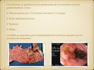 Los síntomas se agudizan por la penetración de los trofozítos al tracto
gastrointestinal. Como:
Diarrea acuosa por 1-2 semanas con moco y/o sangre.
Dolor abdominal severo.
Tenesmo
Fiebre
La colitis se caracteriza por la profundidad de la úlceras causadas por la
invasión de trofozoítos.
 