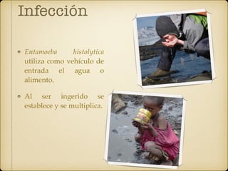Infección
Entamoeba histolytica
utiliza como vehículo de
entrada el agua o
alimento.
Al ser ingerido se
establece y se multiplica.
 