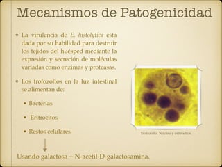Mecanismos de Patogenicidad
La virulencia de E. histolytica esta
dada por su habilidad para destruir
los tejidos del huésped mediante la
expresión y secreción de moléculas
variadas como enzimas y proteasas.
Los trofozoítos en la luz intestinal
se alimentan de:
• Bacterias
• Eritrocitos
• Restos celulares Trofozoíto. Núcleo y eritrocitos.
Usando galactosa + N-acetil-D-galactosamina.
 