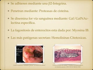 Se adhieren mediante una β2-Integrina.
Penetran mediante: Proteasas de cisteína.
Se disemina for vía sanguínea mediante: Gal/GalNAc-
lectina especíﬁca.
La fagositosis de enterocitos esta dada por: Myosina IB.
Las más patógenas secretan: Hemolisinas Citotoxicas.
Colitis Amebiana. Múltiples úlceras “en botón de camisa”.
"
Úlcera en botón de camisa". Cambios histopatológicos
en intestino grueso. CDC/Dr M. Melvin #416.
 