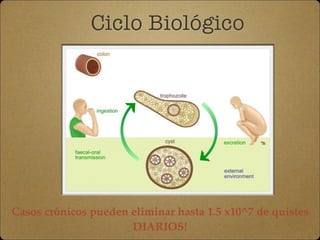 Ciclo Biológico
Casos crónicos pueden eliminar hasta 1.5 x10^7 de quistes
DIARIOS!
 