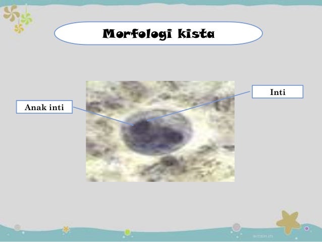 Entamoeba hystolitica & entamoeba coli