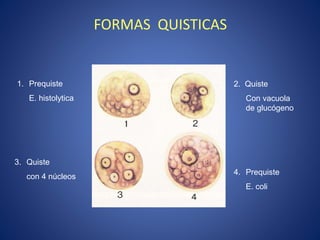 FORMAS QUISTICAS
1. Prequiste
E. histolytica
2. Quiste
Con vacuola
de glucógeno
3. Quiste
con 4 núcleos
4. Prequiste
E. coli
 