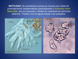 MOTILIDAD: Se caracterizan porque se mueven por medio de
prolongaciones citoplasmáticas (pseudópodos) y funcionan como
falsos pies, que se proyectan y retraen en respuesta de estímulos
externos. Pueden vivir en aguas dulces o ser parásitos.
 