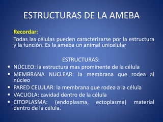 ESTRUCTURAS DE LA AMEBA
Recordar:
Todas las células pueden caracterizarse por la estructura
y la función. Es la ameba un animal unicelular
ESTRUCTURAS:
 NÚCLEO: la estructura mas prominente de la célula
 MEMBRANA NUCLEAR: la membrana que rodea al
núcleo
 PARED CELULAR: la membrana que rodea a la célula
 VACUOLA: cavidad dentro de la célula
 CITOPLASMA: (endoplasma, ectoplasma) material
dentro de la célula.
 