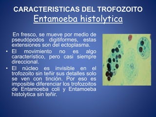 CARACTERISTICAS DEL TROFOZOITO
Entamoeba histolytica
En fresco, se mueve por medio de
pseudópodos digitiformes, estas
extensiones son del ectoplasma.
• El movimiento no es algo
característico, pero casi siempre
direccional.
• El núcleo es invisible en el
trofozoito sin teñir sus detalles solo
se ven con tinción. Por eso es
imposible diferenciar los trofozoitos
de Entamoeba coli y Entamoeba
histolytica sin teñir.
 