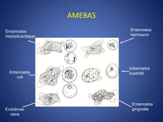 AMEBAS
Entamoeba
histolytica/dispar
Entamoeba
hartmanni
Entamoeba
coli
Iodamoeba
bustchlii
Endolimax
nana
Entamoeba
gingivalis
 