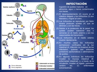 INFECTACIÓN
Ingestión de quistes maduros en
alimentos, agua o manos contaminados
con heces.
(1) El desenquistamiento (2) ocurre en el
intestino delgado y los trofozoítos (3) son
liberados y migran al colon.
(2) Los trofozoítos se reproducen por fisión
binaria producen quistes (4) que se
eliminan y con las heces.
(3) Debido a la protección de la pared, los
quistes pueden sobrevivir días o
semanas en el medio externo y son los
responsables de transmisión.
(4) Los trofozoítos en el medio externo
mueren rápidamente.
(5) En muchos casos los trofozoítos
permanecen confinados en la luz
intestinal (A, infección no invasiva) de los
infectados, quienes son entonces
portadores asintomáticos o eliminadores
de quistes.
(6) En algunos individuos los trofozoítos
invaden la mucosa intestinal (B:
enfermedad intestinal), o, a través de la
circulación, invaden el hígado, pulmones
cerebro etc. (C: enfermedad
extraintestinal).
 