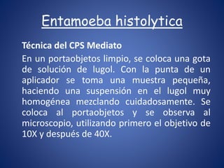 Técnica del CPS Mediato
En un portaobjetos limpio, se coloca una gota
de solución de lugol. Con la punta de un
aplicador se toma una muestra pequeña,
haciendo una suspensión en el lugol muy
homogénea mezclando cuidadosamente. Se
coloca al portaobjetos y se observa al
microscopio, utilizando primero el objetivo de
10X y después de 40X.
Entamoeba histolytica
 