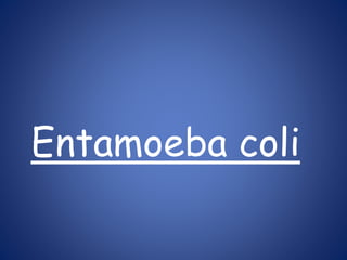 Entamoeba coli
 